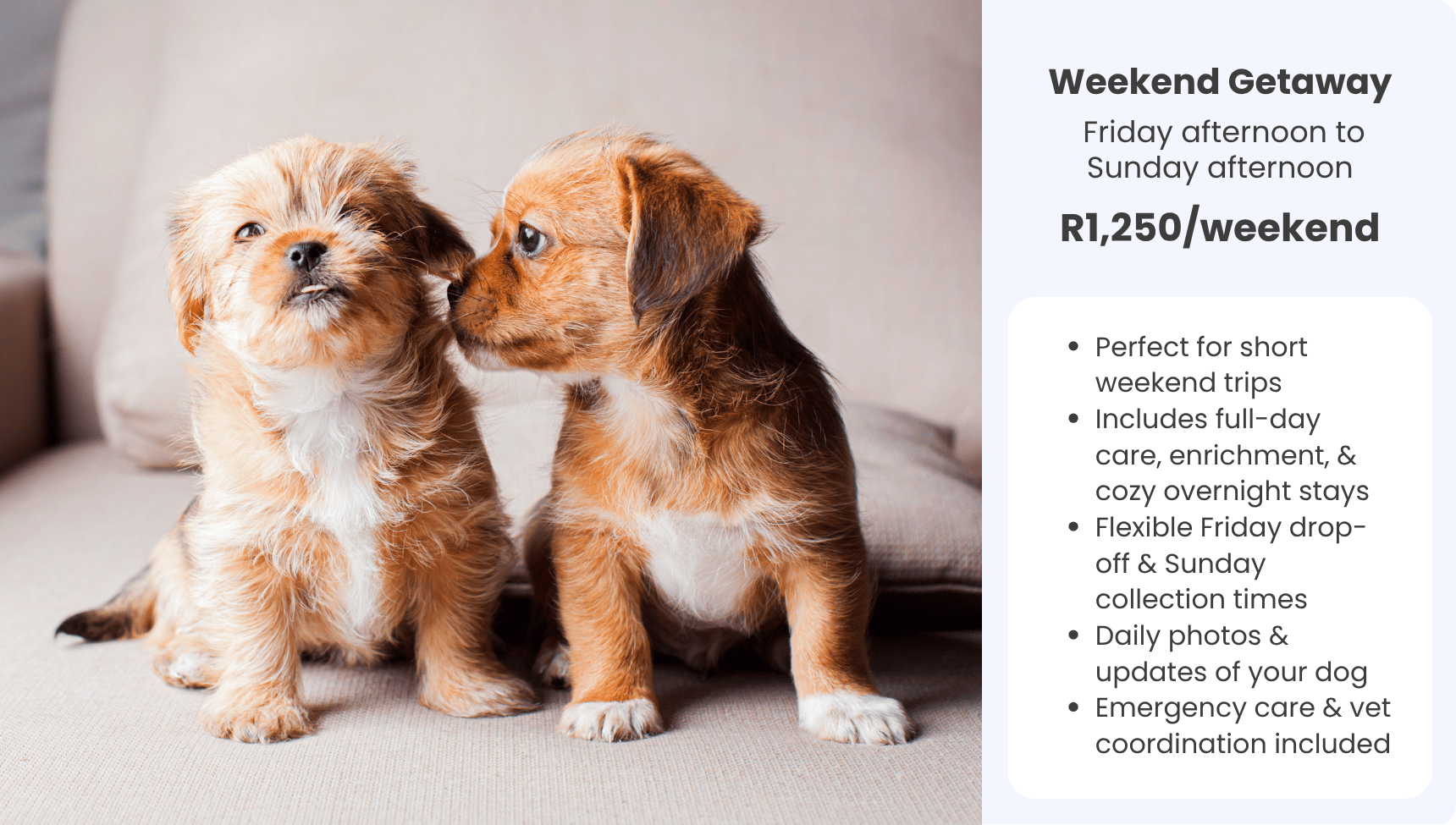 Pawaradise — Day Care & Boarding for Small Dogs Only